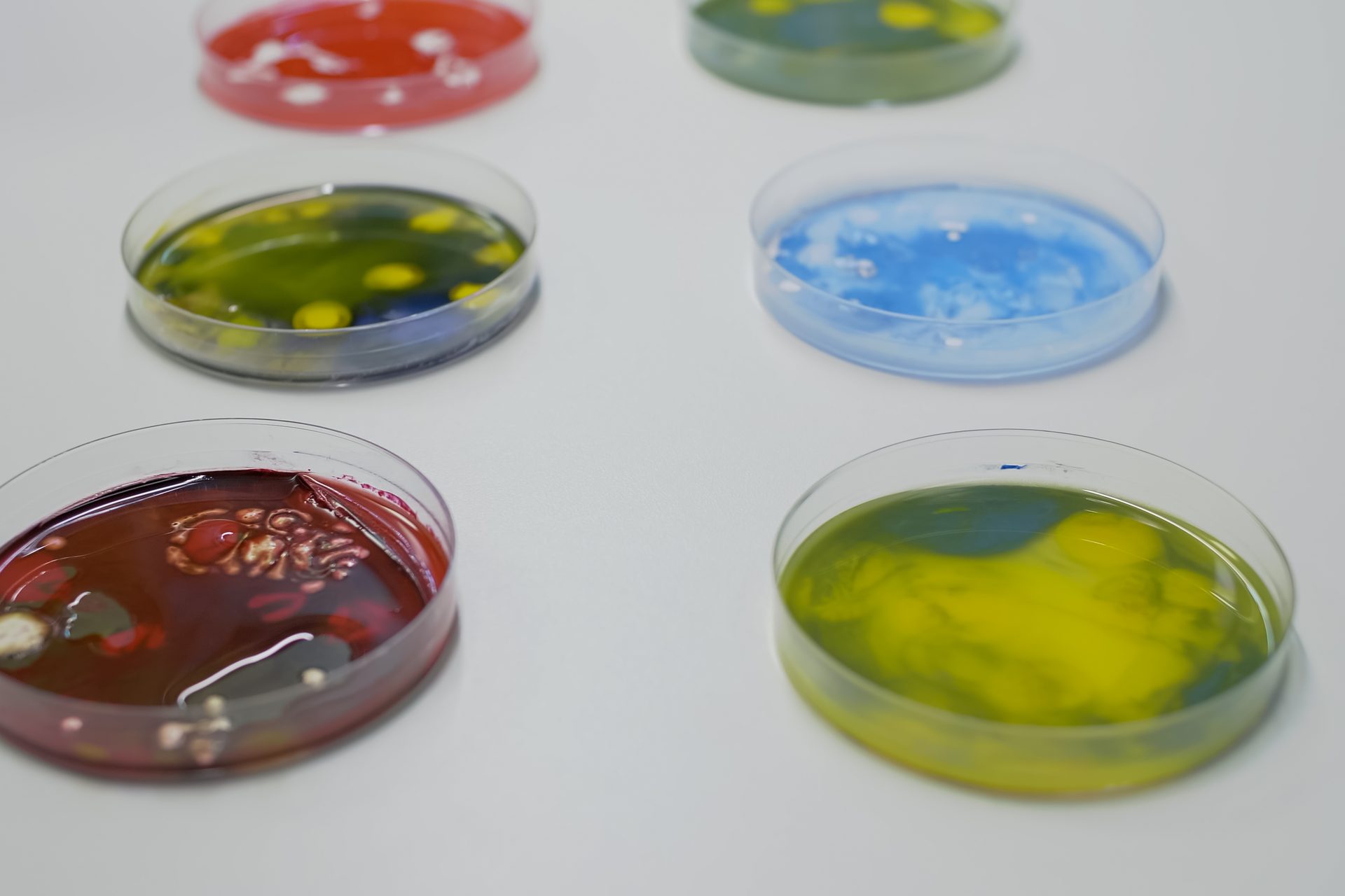 Petri dishes of red, green, blue and yellow culture media with colonies on a white bench